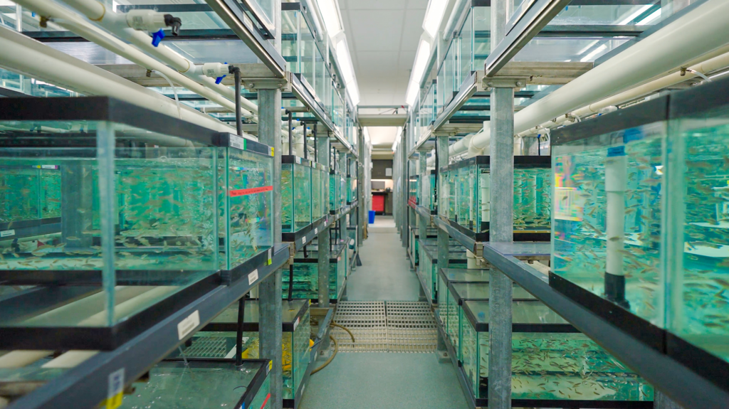 University of Oregon, Zebrafish International Resource Center – Fortis ...